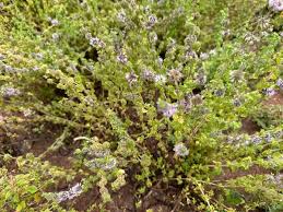 Attēlu rezultāti vaicājumam “Timmia megapolitana”