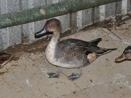 Attēlu rezultāti vaicājumam “Anas acuta”