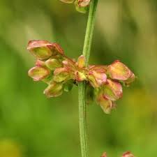 Attēlu rezultāti vaicājumam “Rumex hydrolapathum fruit”