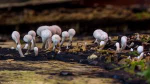 Attēlu rezultāti vaicājumam “Phleogena faginea”