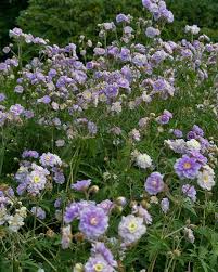 Image result for Geranium `Summer Skies`