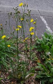 Attēlu rezultāti vaicājumam “Crepis biennis leaf”