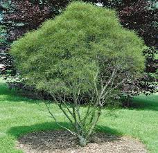 Attēlu rezultāti vaicājumam “Frangula alnus”