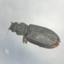 Attēlu rezultāti vaicājumam “Latridiidae”