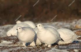 Image result for Lagopus lagopus