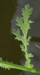 Attēlu rezultāti vaicājumam “Senecio viscosus fruit”