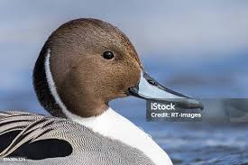 Image result for Anas acuta