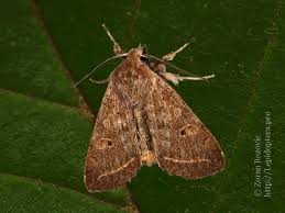 Attēlu rezultāti vaicājumam “Agrochola helvola imago”