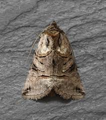 Attēlu rezultāti vaicājumam “Abrostola tripartita”