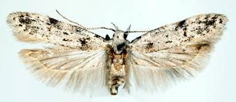 Attēlu rezultāti vaicājumam “Carpatolechia alburnella”