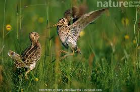 Image result for Gallinago media