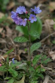 Image result for Pulmonaria officinalis