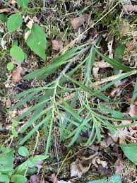 Attēlu rezultāti vaicājumam “Hieracium umbellatum”