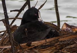 Attēlu rezultāti vaicājumam “Fulica atra nest”