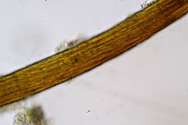 Attēlu rezultāti vaicājumam “Seligeria pusilla”