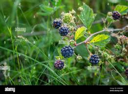 Attēlu rezultāti vaicājumam “Rubus caesius fruit”