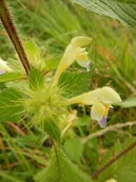 Attēlu rezultāti vaicājumam “Galeopsis speciosa leaf”