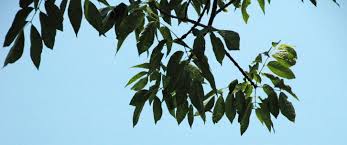 Attēlu rezultāti vaicājumam “Fraxinus pennsylvanica”