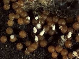 Attēlu rezultāti vaicājumam “Nectria peziza”