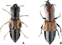 Attēlu rezultāti vaicājumam “Oxyporus”