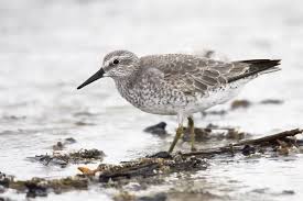 Attēlu rezultāti vaicājumam “Calidris canutus adult”