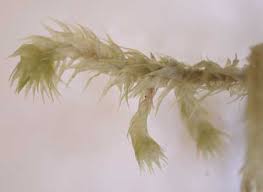 Attēlu rezultāti vaicājumam “Rhytidiadelphus triquetrus”