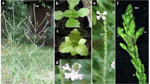 Image result for Verbena officinalis