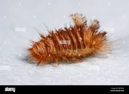 Attēlu rezultāti vaicājumam “Anthrenus sp. larva”