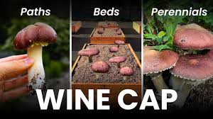 Attēlu rezultāti vaicājumam “Saelania glaucescens sporophyte”