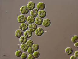 Attēlu rezultāti vaicājumam “Comatricha elegans var. microspora macro”