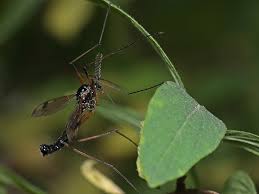 Attēlu rezultāti vaicājumam “Dictenidia bimaculata male”