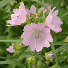 Image result for Malva moschata