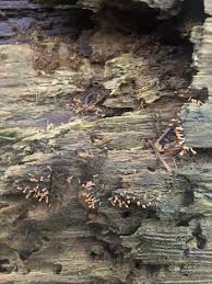 Attēlu rezultāti vaicājumam “Hemitrichia decipiens var. hemitrichoides spores”