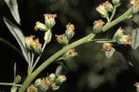 Attēlu rezultāti vaicājumam “Artemisia vulgaris bud”