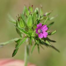 Attēlu rezultāti vaicājumam “Geranium dissectum flower”