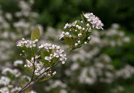 Attēlu rezultāti vaicājumam “Aronia melanocarpa flower”