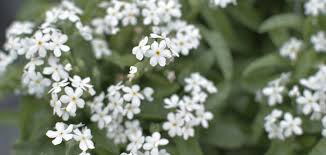 Attēlu rezultāti vaicājumam “Myosotis sylvatica flower”