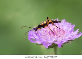 Attēlu rezultāti vaicājumam “Strangalia attenuata”