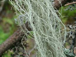 Attēlu rezultāti vaicājumam “Usnea filipendula”