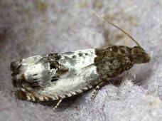 Attēlu rezultāti vaicājumam “Notocelia roborana”