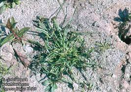 Attēlu rezultāti vaicājumam “Cyperus fuscus”