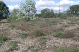 Attēlu rezultāti vaicājumam “Protoschinia scutosa”