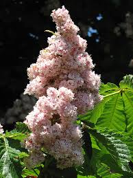 Attēlu rezultāti vaicājumam “Aesculus hippocastanum”