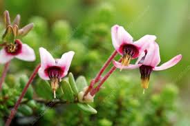 Attēlu rezultāti vaicājumam “Oxycoccus bud”