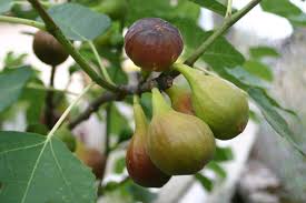 Figues fraiches 