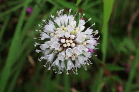 Attēlu rezultāti vaicājumam “Dipsacaceae”