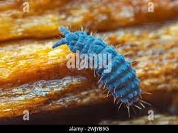 Attēlu rezultāti vaicājumam “Heteromurus nitidus”