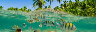 Image result for Woking Junior Snorkelling Club