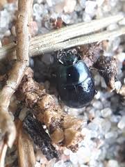 Attēlu rezultāti vaicājumam “Hypocaccus rugiceps”