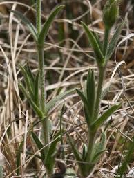 Attēlu rezultāti vaicājumam “Cerastium arvense flower”
